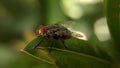 Mosquito, Leaf, Feathers, Legs, Eyes ÃÂ 